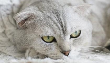 黑料网——我把黑料解释清楚了15次——结论:先看来源再下判断